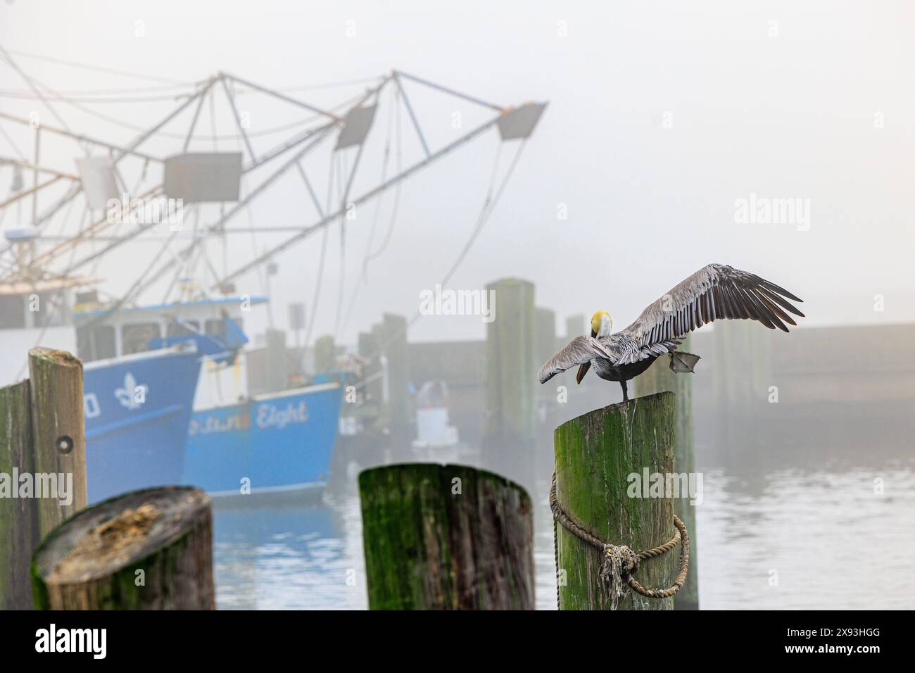 Brown Pelican (Pelecanus occidentalis) in una posa yoga su un pelo di legno accanto alle barche di gamberi nel piccolo porto di Biloxi a Biloxi, Mississippi Foto Stock