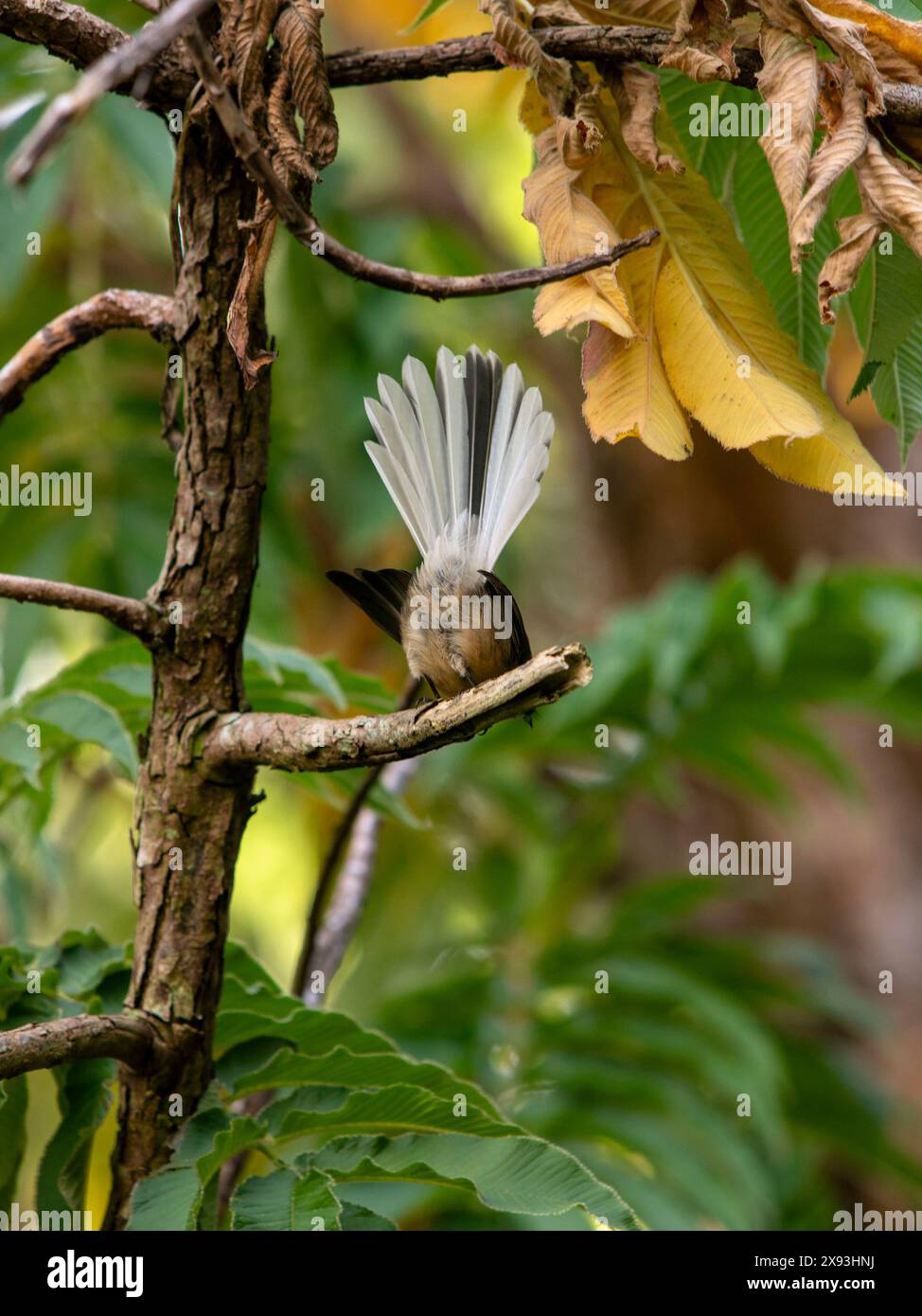 Fantail o piwakawaka, nuova Zelanda Foto Stock