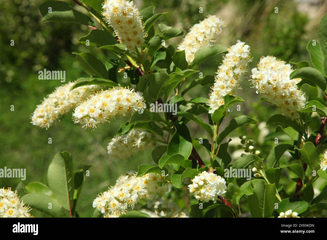 Fiori selvatici Chokecherry (Prunus virginiana) nel parco statale Sluice Boxes a Little Belt Mountains, Montana Foto Stock