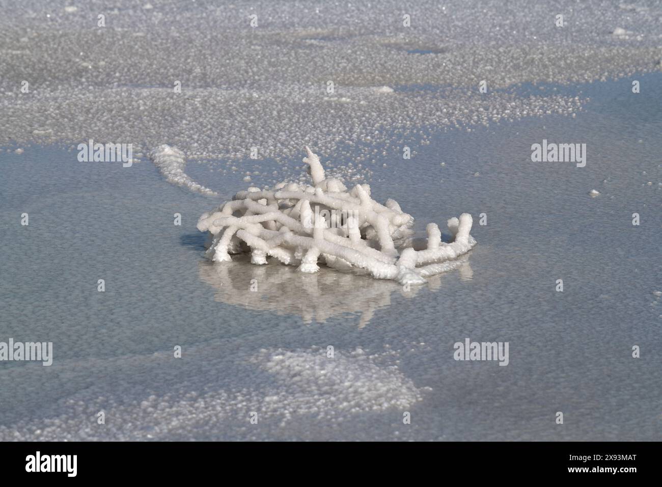 Ramo d'albero ricoperto di sale. Lago salato di Baskunchak. Regione di Astrakhan, Russia Foto Stock