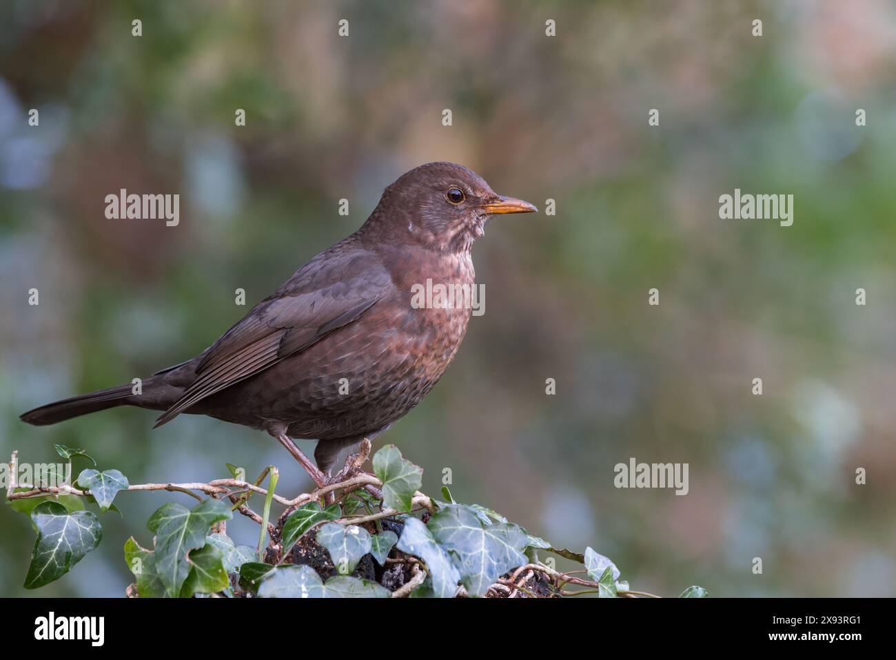 Blackbird [ Turdus merula ] uccello femminile su ceppo coperto di edera Foto Stock