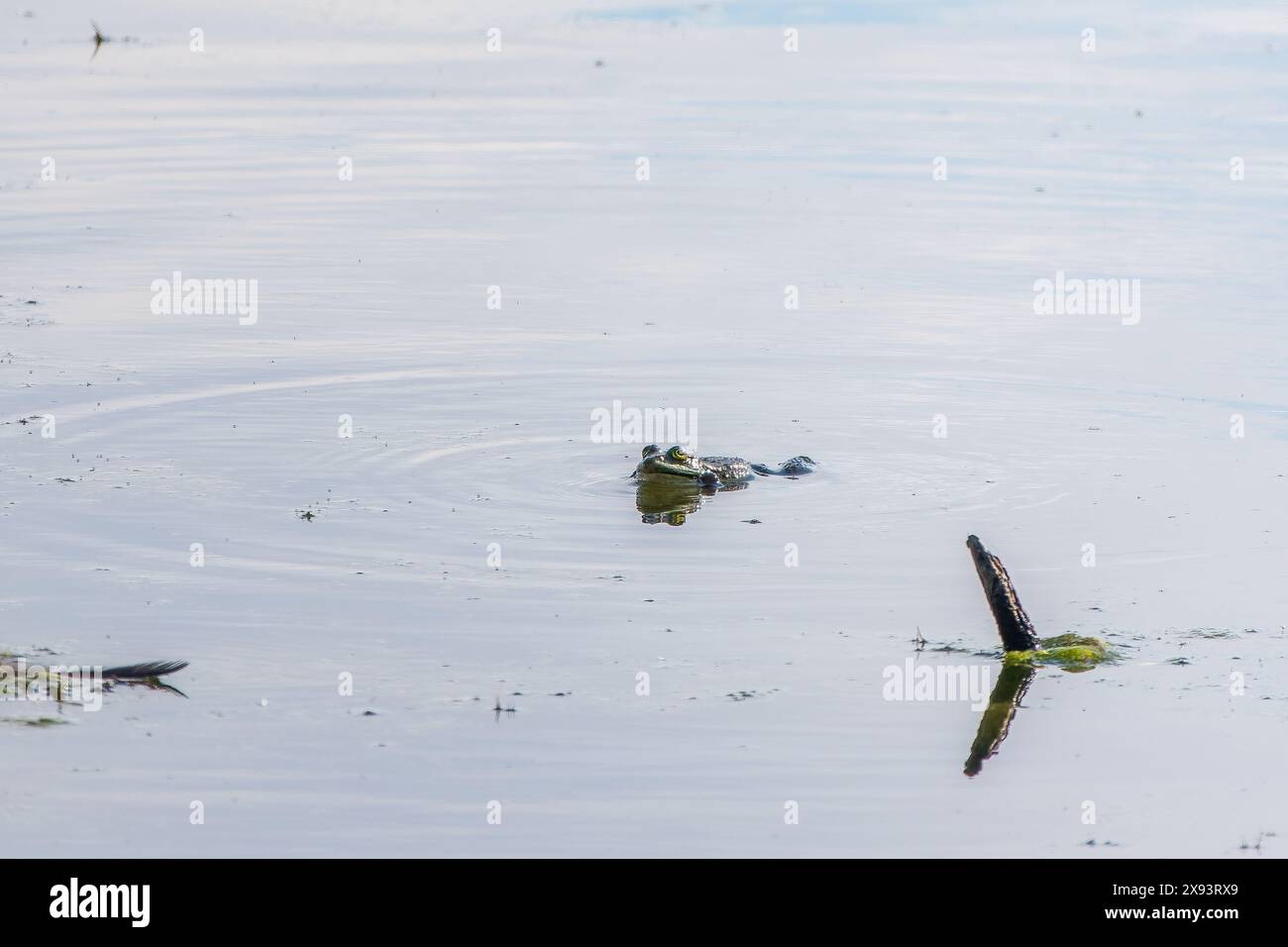 Una grande rana verde con puffy guance si siede nella palude. Foto Stock