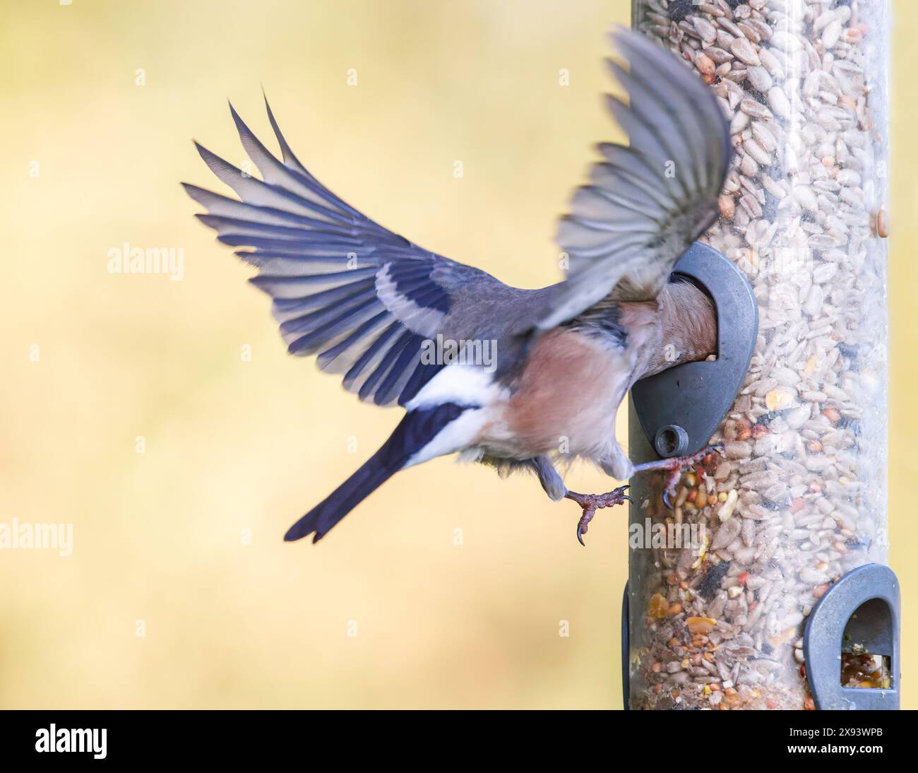 Bullfinch eurasiatico [ Pyrrrhula pyrrhula ] uccello femminile che si libra in volo con la testa all'interno dell'alimentatore di semi da giardino Foto Stock