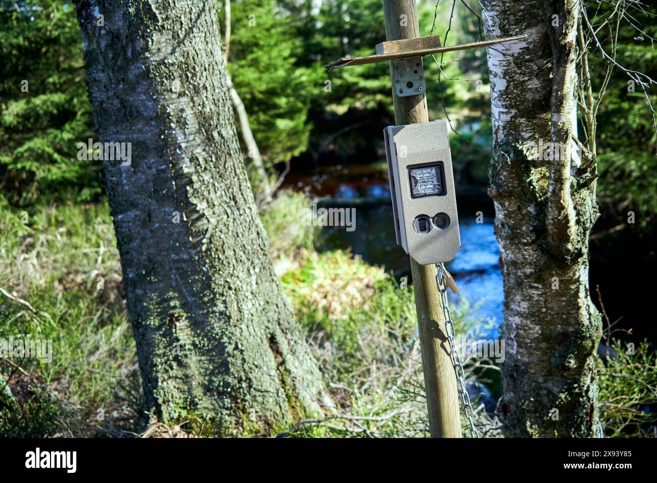 Telecamera automatica per la visione notturna protetta per l'osservazione della fauna selvatica su un palo tra alberi in una foresta vicino a un ruscello Foto Stock