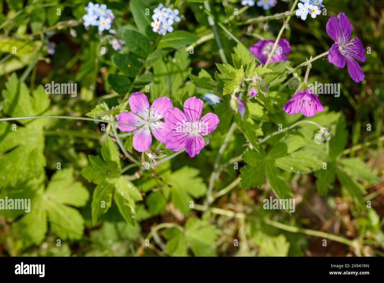 Becco di legno, Midsommarblomster (Geranium sylvaticum) Foto Stock