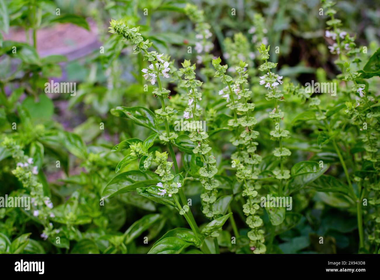 Primo piano di molte piccole foglie di basilico fresco verde e fiori in un giardino biologico autunno soleggiato, erbe vegane sane fotografate con soft focus Foto Stock