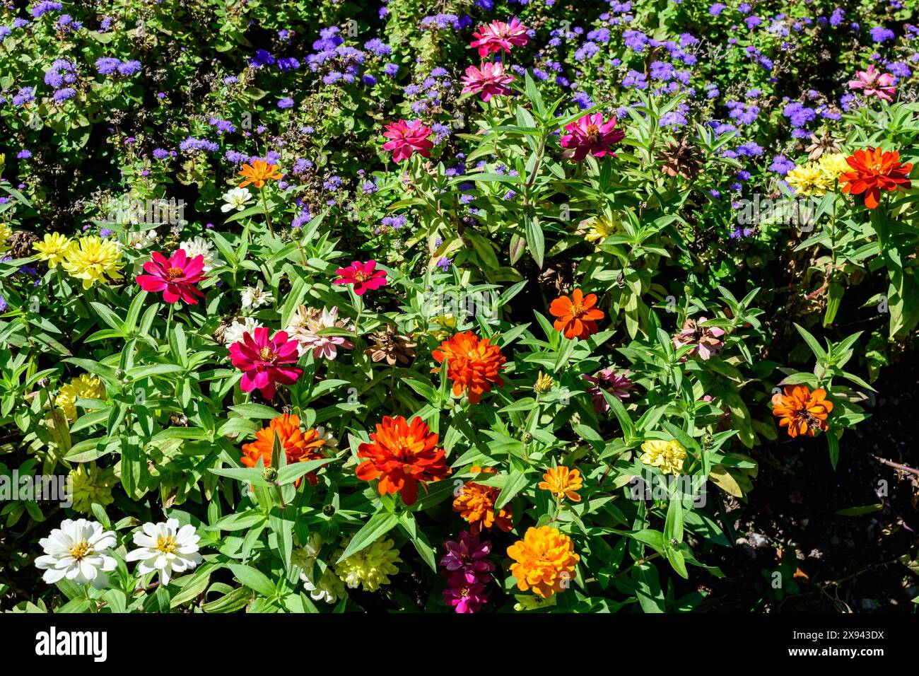 Molti bei grandi fiori di zinnia rosa, arancione, rosso e bianco vividi in piena fioritura su sfondo verde sfocato, fotografato con fuoco morbido in un gar Foto Stock