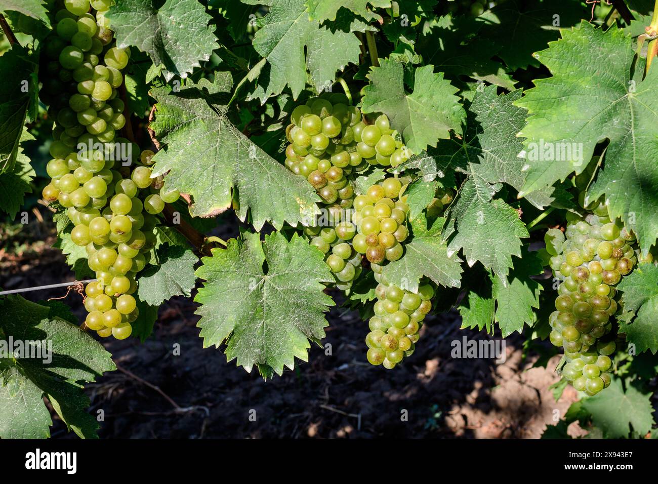 Primo piano di uve bianche biologiche mature e foglie verdi in vigna in una giornata di sole autunnale Foto Stock