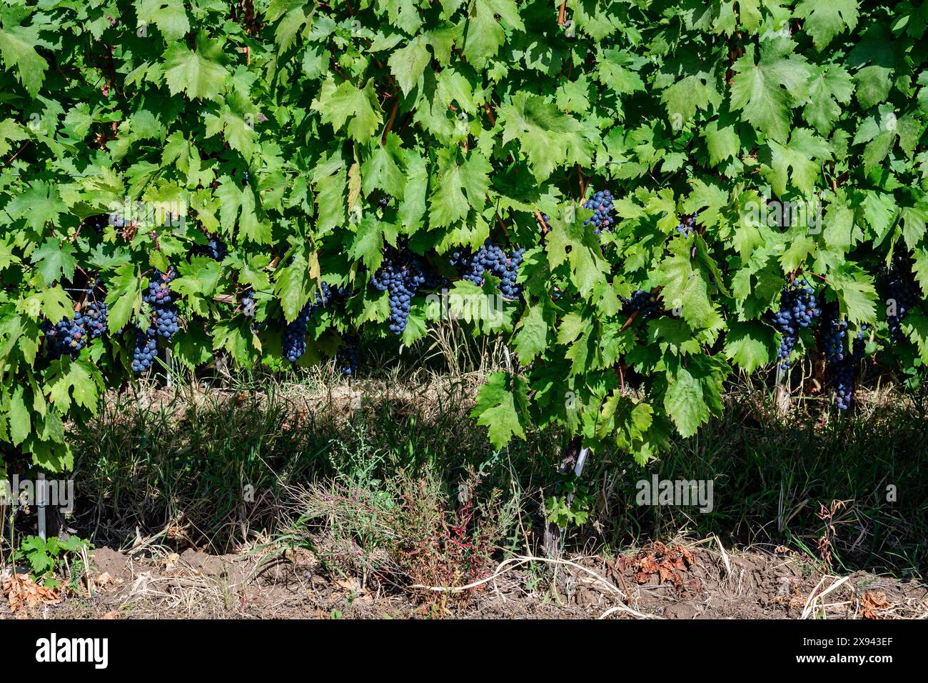 Fila con grandi piante con molte uve biologiche nere scure mature e foglie verdi in vigna in una giornata di sole autunno Foto Stock