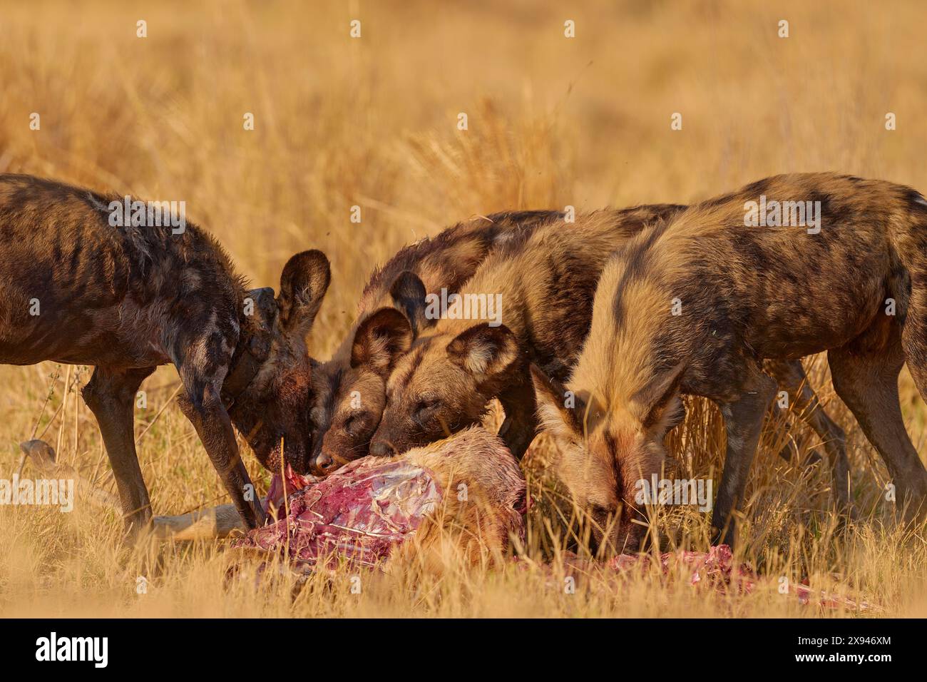 La mandria di cani selvatici cattura l'impala in natura, il fiume Khwai in Botswana, Africa. Cane selvatico nell'habitat naturale, fauna selvatica. I predatori di mammiferi nutrono la carcassa di carne. Foto Stock