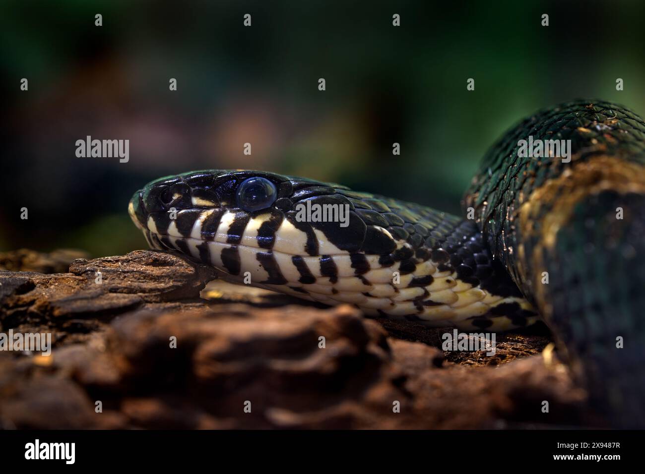 Elaphe schrenckii, serpente di ratto Amur, ritratto dettagliato di vipera nell'habitat naturale. Capo del serpente amur nella foresta oscura, Vladivostok, Russia Foto Stock
