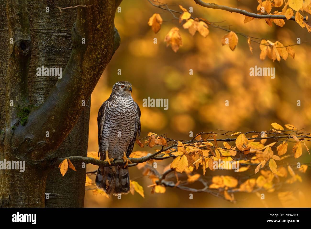 Fauna selvatica autunnale Uccello nella foresta autunnale. Goshawk, Accipiter gentilis, uccello preda seduto sul ramo nella foresta autunnale sullo sfondo, Polonia in Europa Foto Stock
