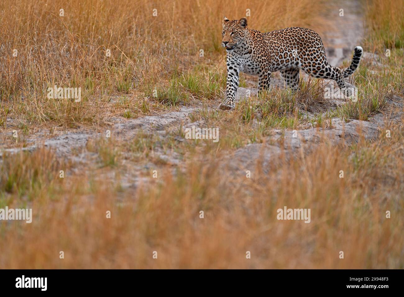 Fauna selvatica africana. Leopardo, Panthera pardus shortidgei, habitat naturale, grande gatto selvatico nell'habitat naturale, giorno di sole sulla savana, delta di Okavango Bo Foto Stock