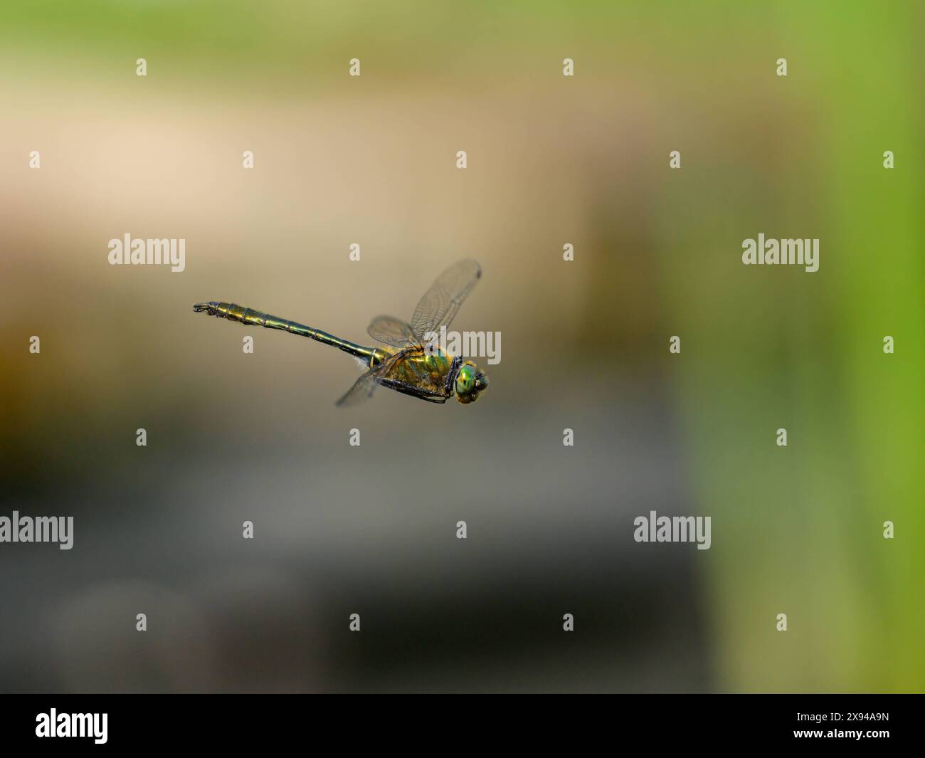 Una libellula Downy Emerald Cordulia aenea che vola sull'acqua, giornata di sole in primavera, Vienna Austria Foto Stock