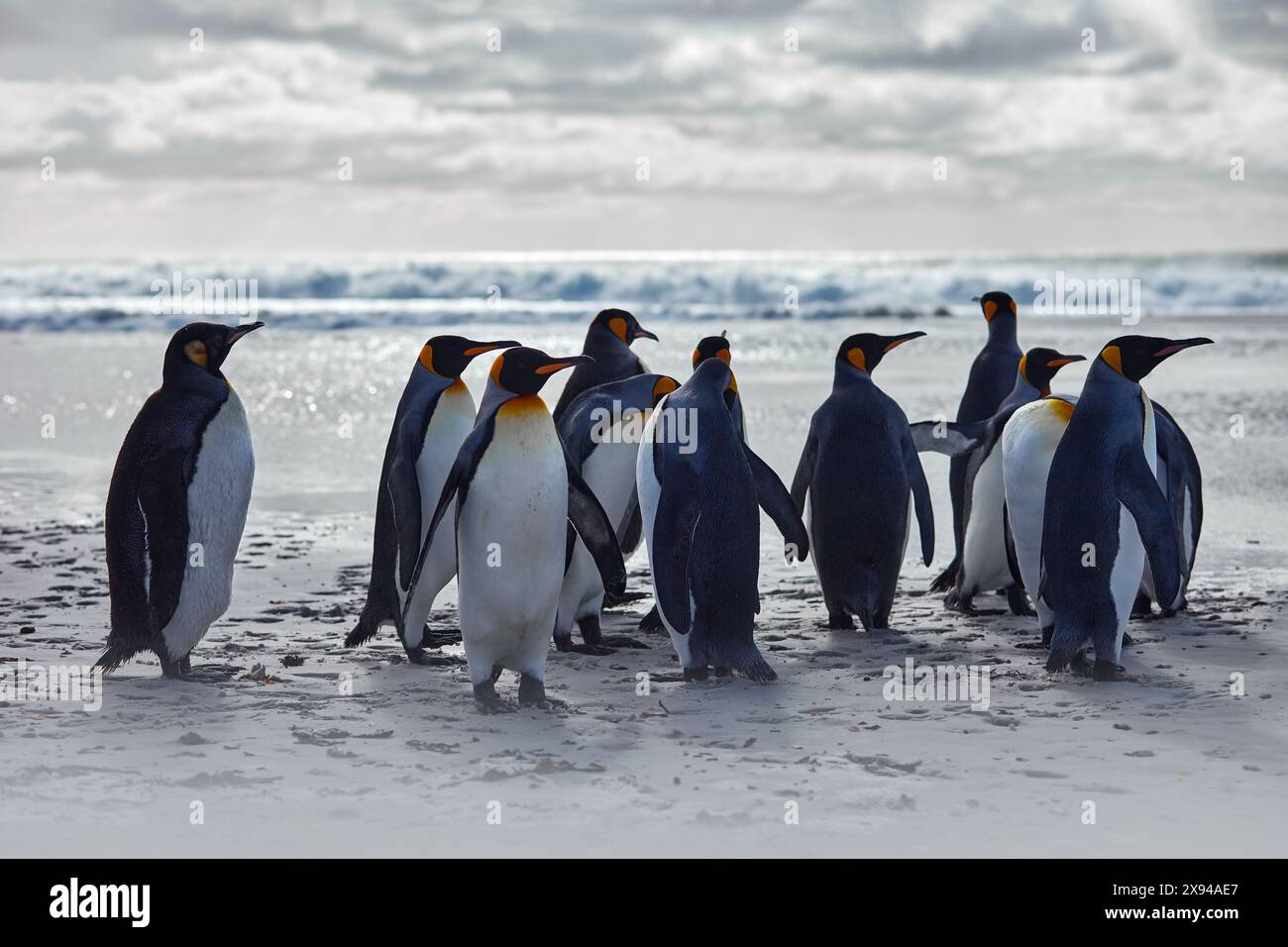 Colonia di pinguini, fauna selvatica dell'Antartide. Gruppo di pinguini reali che tornano dal mare alla spiaggia con onde e cielo blu sullo sfondo, Georgia del Sud, Antarct Foto Stock