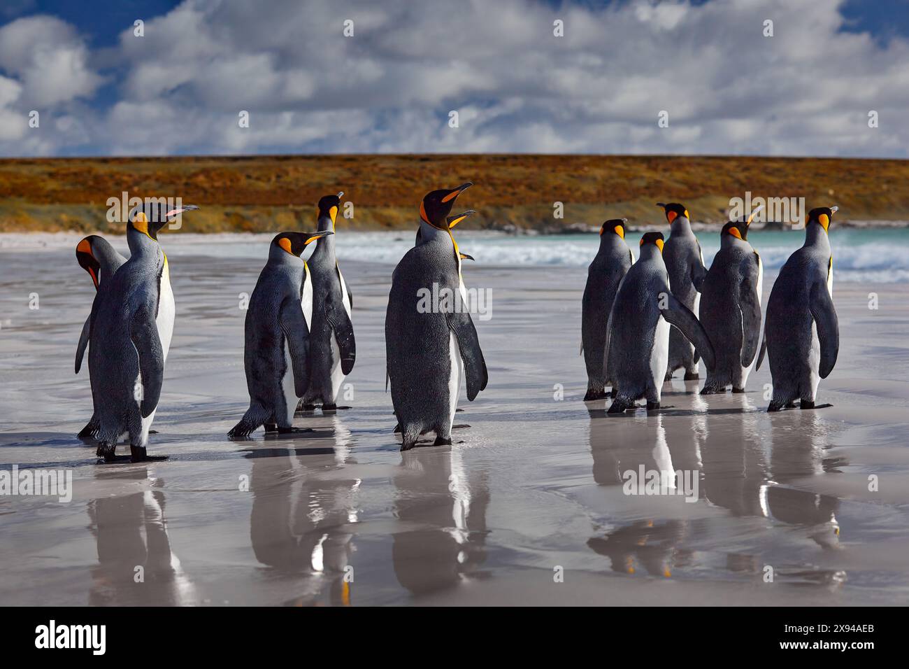 Colonia di pinguini, fauna selvatica dell'Antartide. Gruppo di pinguini reali che tornano dal mare alla spiaggia con onde e cielo blu sullo sfondo, Georgia del Sud, Antarct Foto Stock