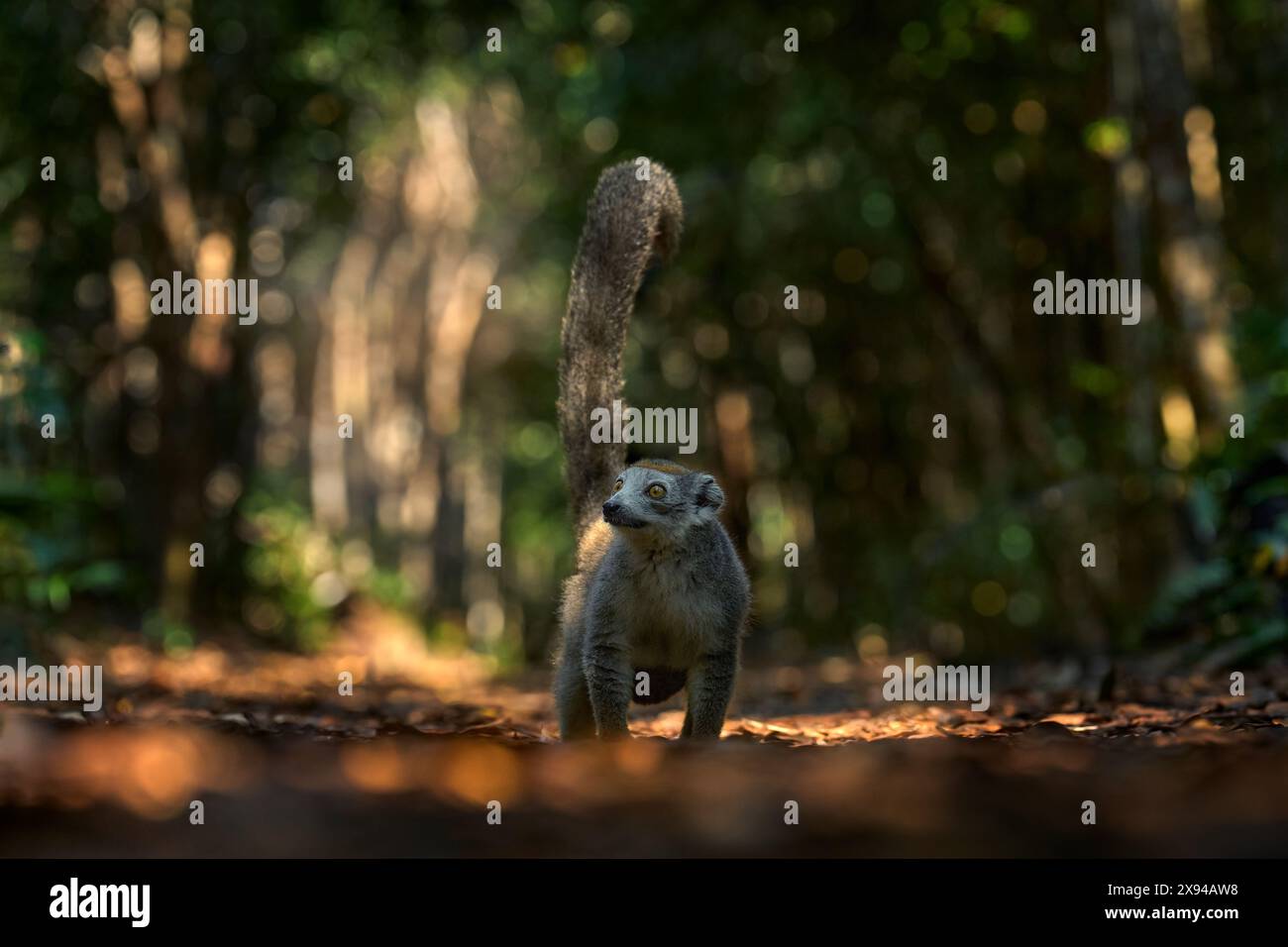 Eulemur coronatus, lemure coronato, piccola scimmia con cucciolo di babe nel cappotto di pelliccia, habitat naturale, Madagascar. Lemuri nella natura della foresta, nella fauna selvatica. Foto Stock
