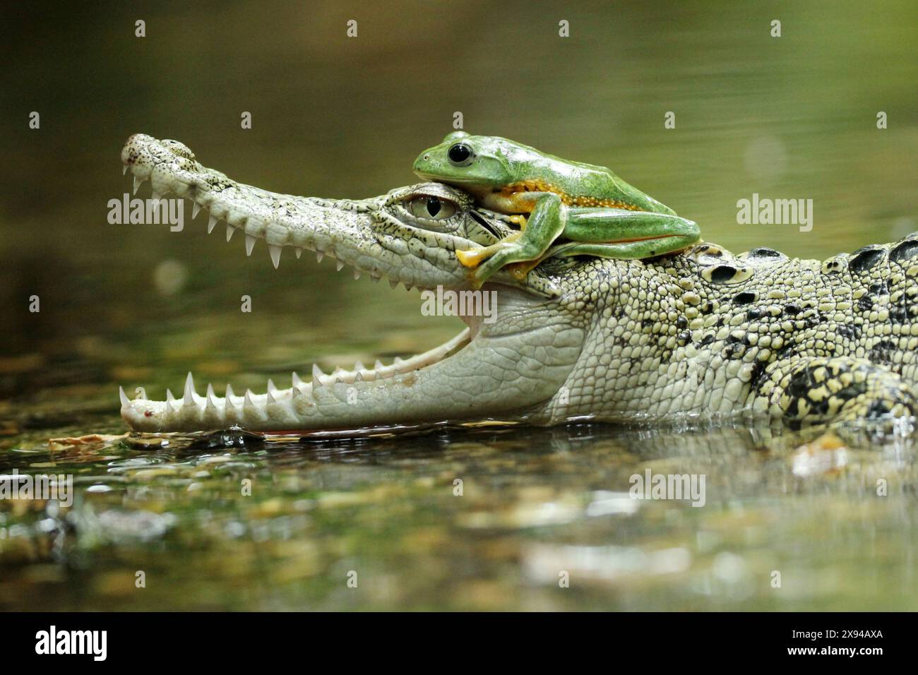 Inusuale amicizia INDONESIA immagini ESILARANTI di una rana volante che fa un giro su un coccodrillo di acqua salata sono state catturate a Balangan, Indonesia. Sal Foto Stock