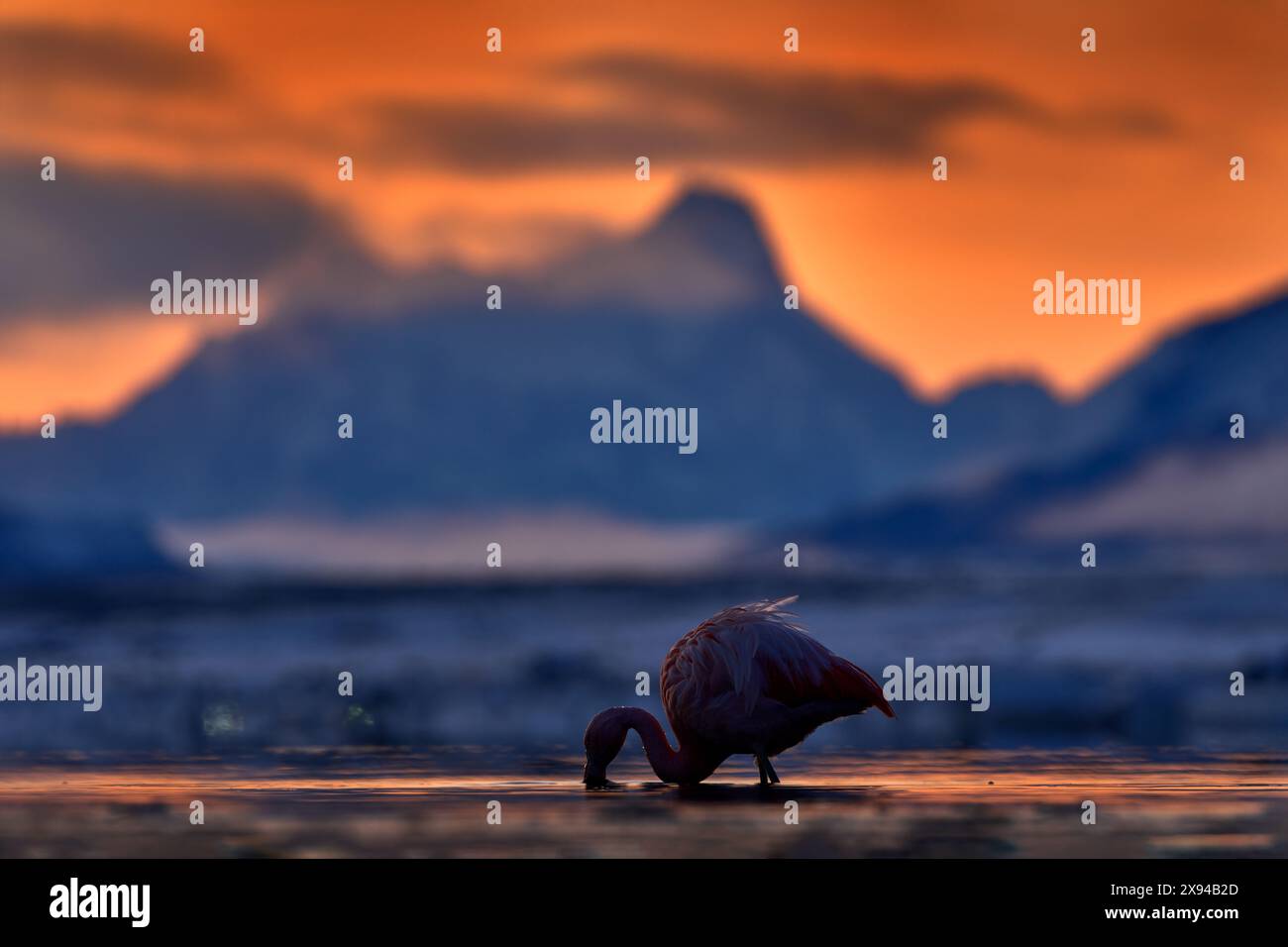 Fenicotteri cileni, Phoenicopterus chilensis, bei grandi uccelli rosa con il collo lungo, ballando in acqua. Animali nell'habitat naturale del Cile, America. F Foto Stock