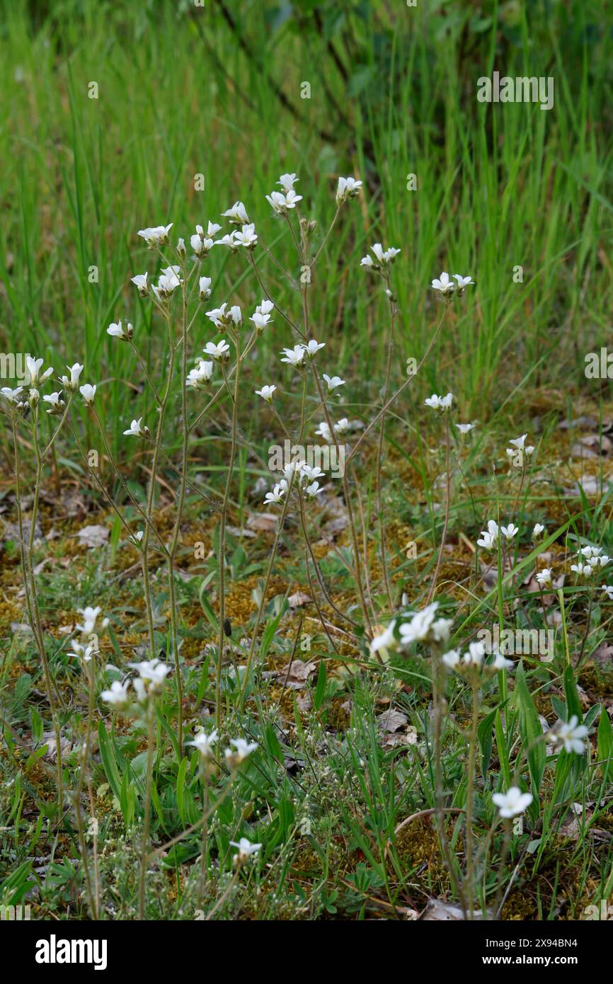 Knöllchen-Steinbrech, Knöllchensteinbrech, Körner-Steinbrech, Körnchen-Steinbrech, Körnersteinbrech Körnchensteinbrech, Saxifraga granulata, prato s Foto Stock