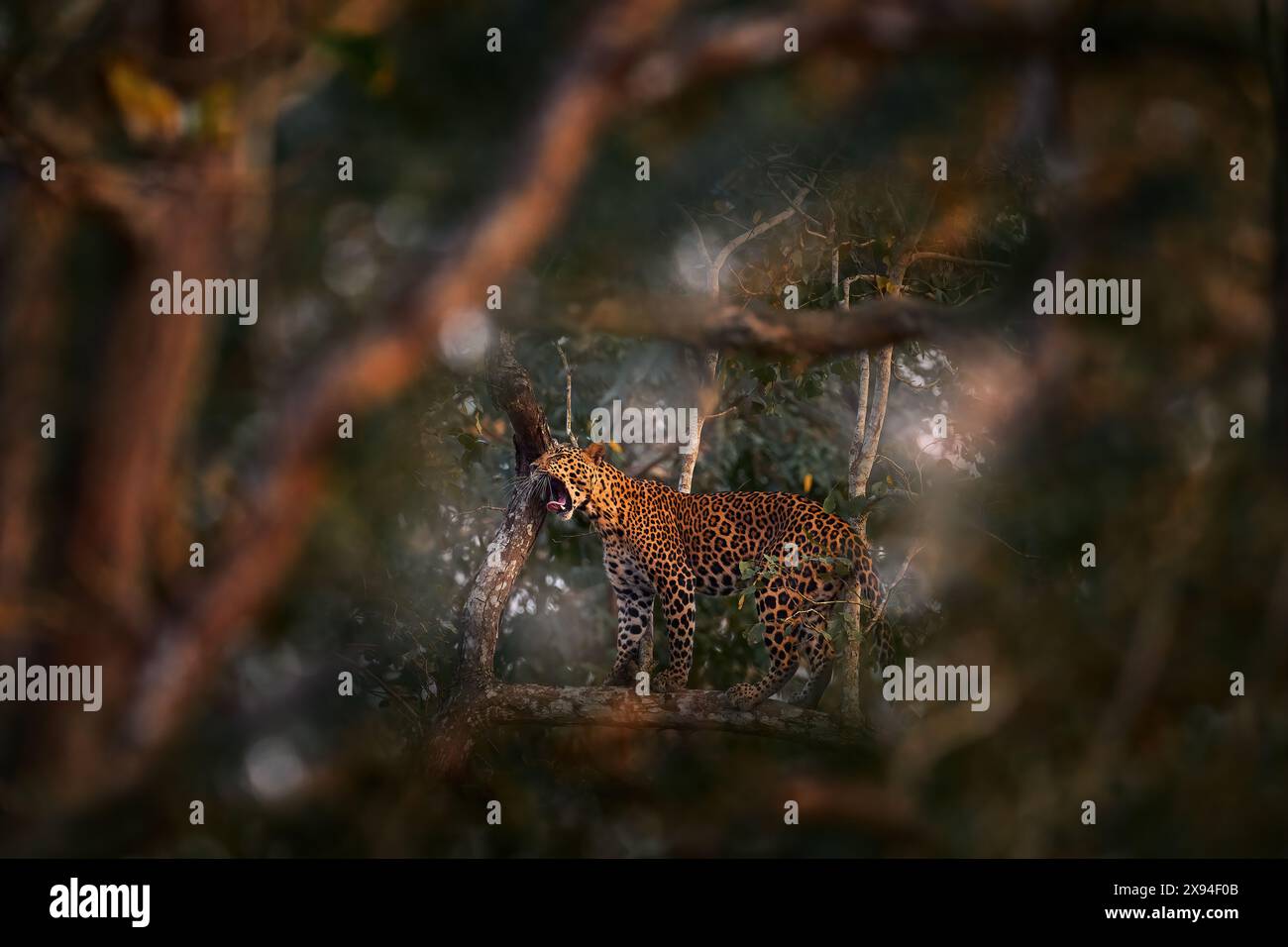 Fauna selvatica indiana, leopardo sull'albero nella foresta. Leopardo indiano, Panthera pardus fusca, nell'habitat naturale, Kabini Nagarhole NP in India. Grande gatto Foto Stock