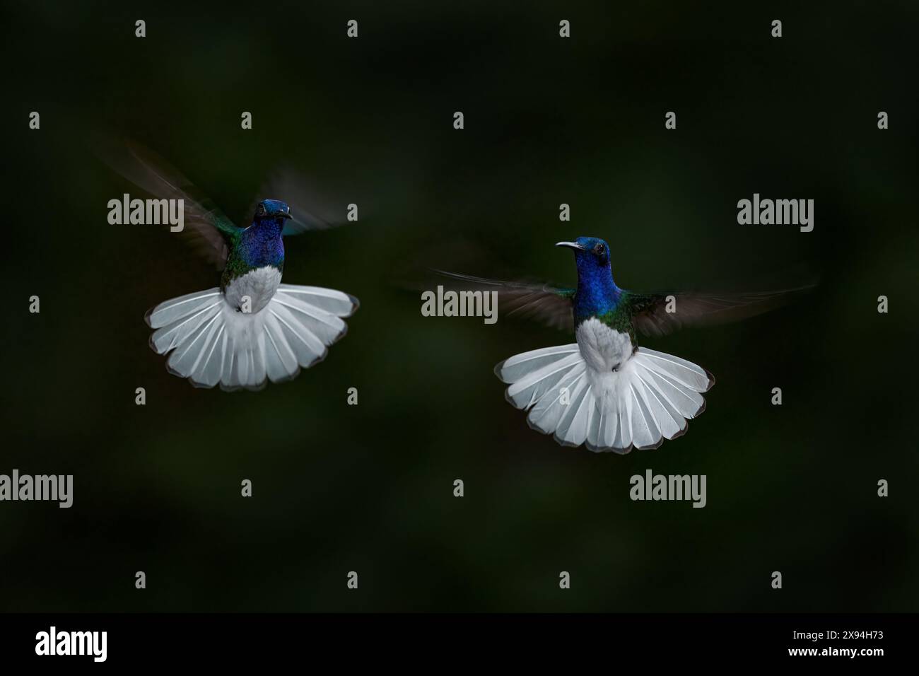 Natura selvaggia. Colibrì bianco e blu in volo Giacobino dal collo bianco, Florisuga mellivora, dalla Costa Rica, sfondo verde chiaro. Pugno di uccello Foto Stock