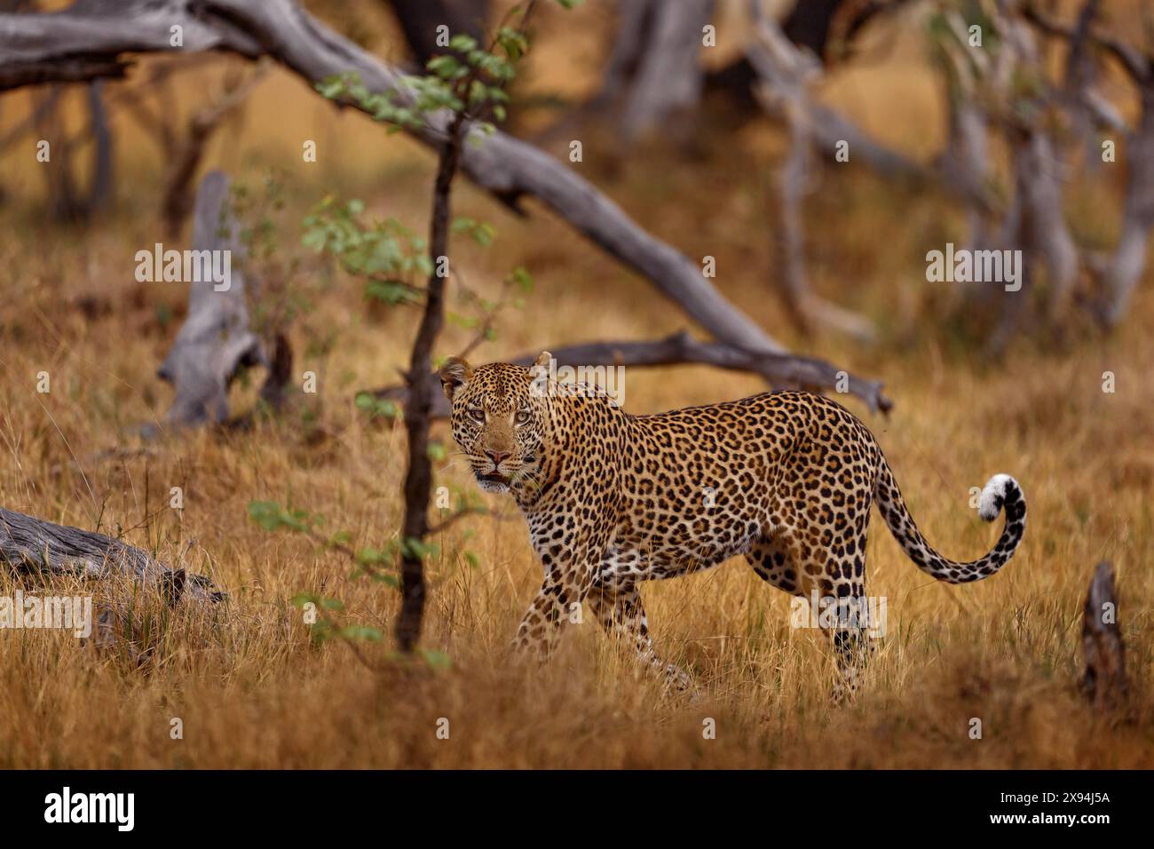 Fauna selvatica dell'Africa. Tramonto del leopardo, Panthera pardus shortidgei, habitat naturale, grande gatto selvatico nell'habitat naturale, giornata di sole sulla savana, Zimbabwe. Selvaggio Foto Stock