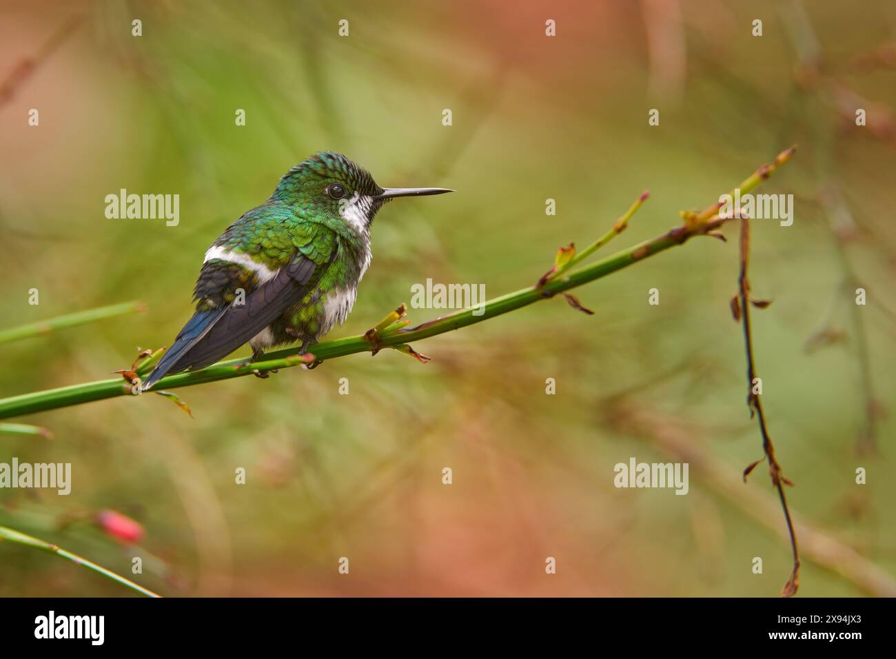 Birdwatching in Costa Rica. Uccello verde Tinny. Bel colibrì coda di spinotto verde, Discosura conversii con vegetazione verde, la Paz, Costa Rica. Birdwat Foto Stock