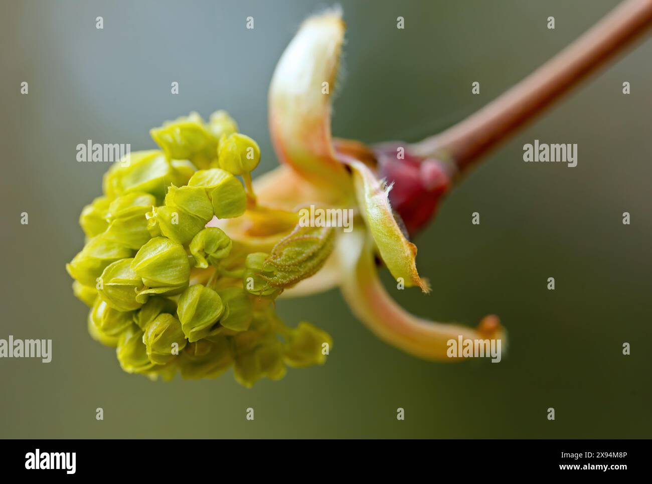 Aceri freschi boccioli verdi in primavera Foto Stock
