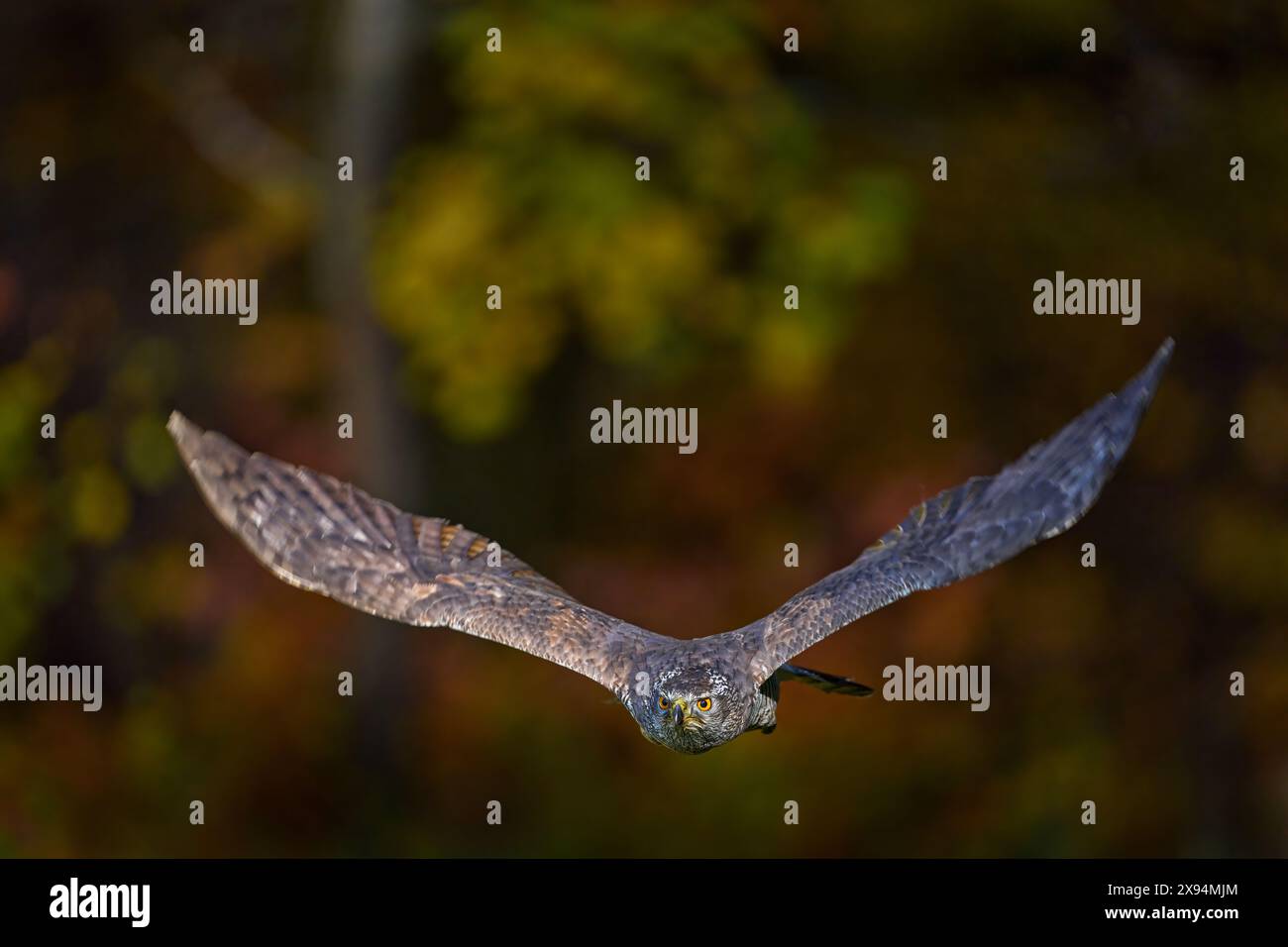 Fauna selvatica autunnale. Volo Goshawk, Germania. Goshawk settentrionale che atterra sull'abete rosso durante l'inverno con la neve. Fauna selvatica dalla natura invernale. B Foto Stock