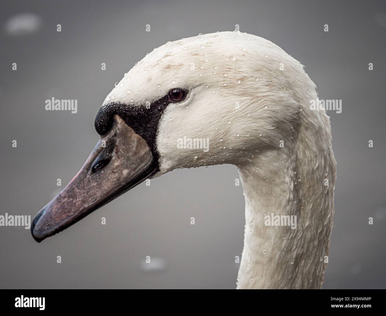 Ritratto del cigno Foto Stock