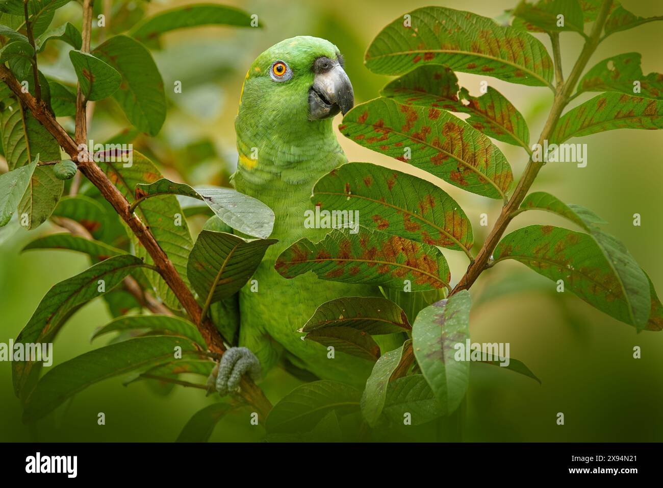 Fauna selvatica della Costa Rica. Pappagallo pappagallo pappagallo giallo, Amazona auropalliata, ritratto del pappagallo verde chiaro della Costa Rica. Ritratto dettagliato dell'uccello in primo piano. Selvaggio Foto Stock