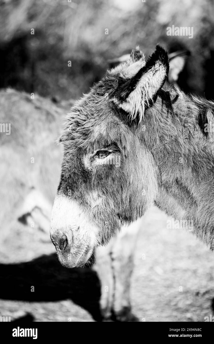 Ritratto di un bellissimo asino grigio in una fattoria di asini Foto Stock