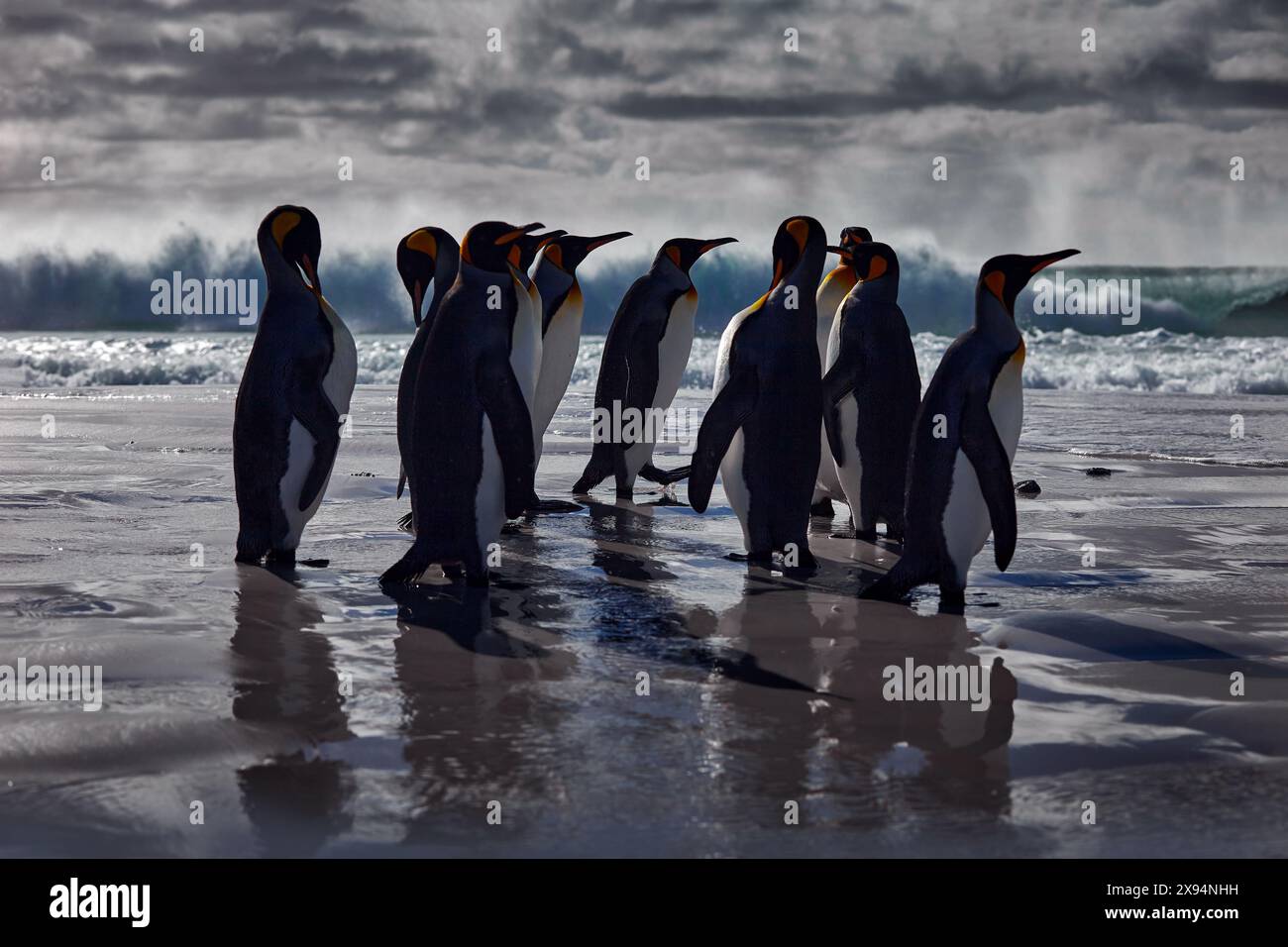 Colonia di pinguini, fauna selvatica dell'Antartide. Gruppo di pinguini reali che tornano dal mare alla spiaggia con onde e cielo blu sullo sfondo, Georgia del Sud, Antarct Foto Stock