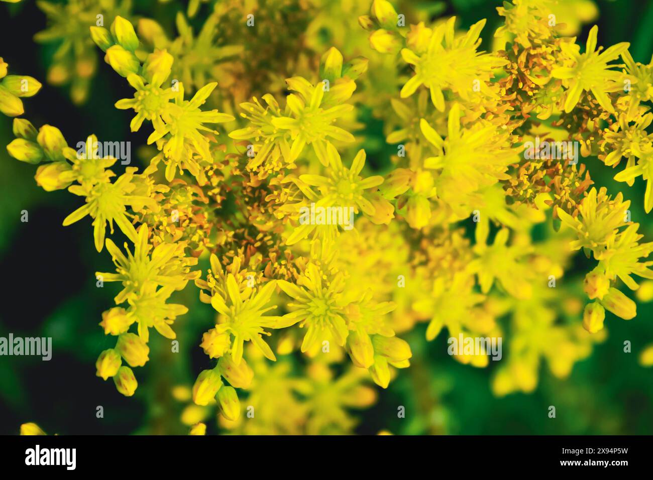 primo piano di piccoli fiori gialli Foto Stock