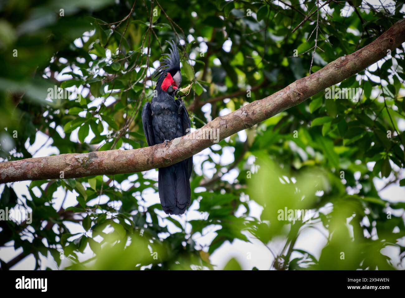 palm cockatoo (Probosciger aterrimus) mangiando un frutto, noto anche come goliath cockatoo o grande cockatoo nero, Raja Ampat Foto Stock