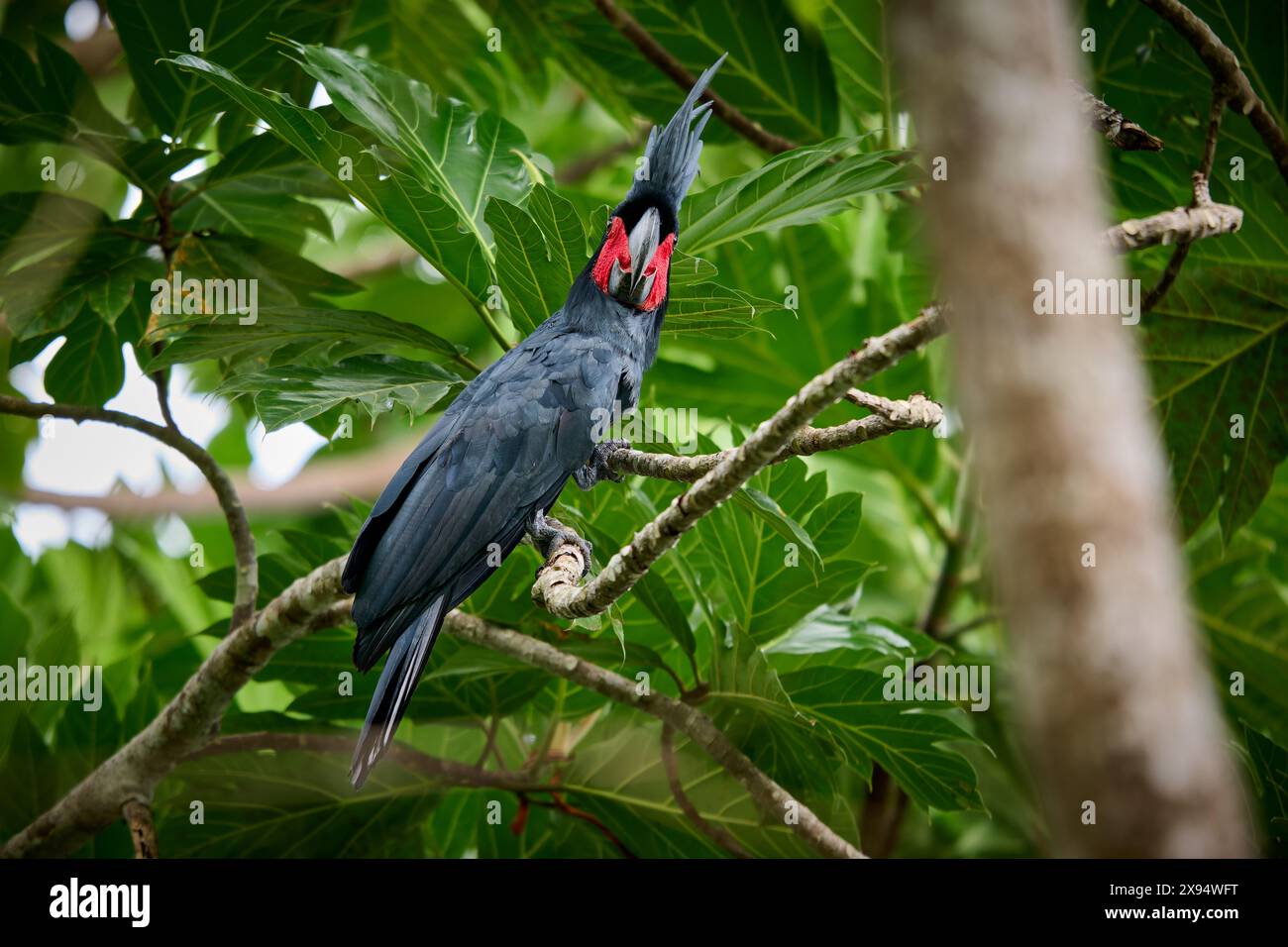 palm cockatoo (Probosciger aterrimus), noto anche come goliath cockatoo o grande cockatoo nero, Raja Ampat Biodiversity Nature Resort, Waigeo Foto Stock