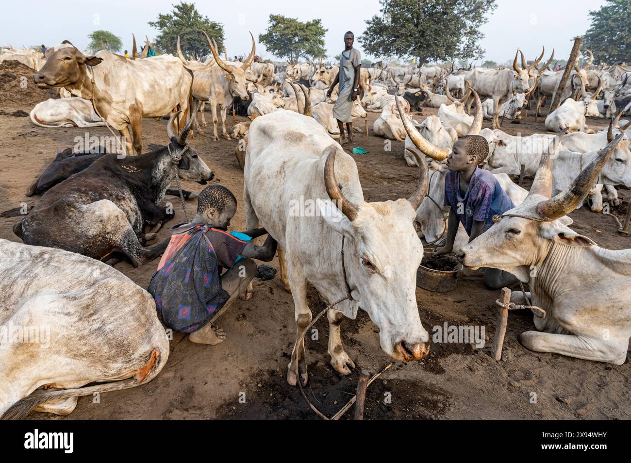 Ragazzo che munge una mucca, tribù Mundari, Sud Sudan, Africa Foto Stock