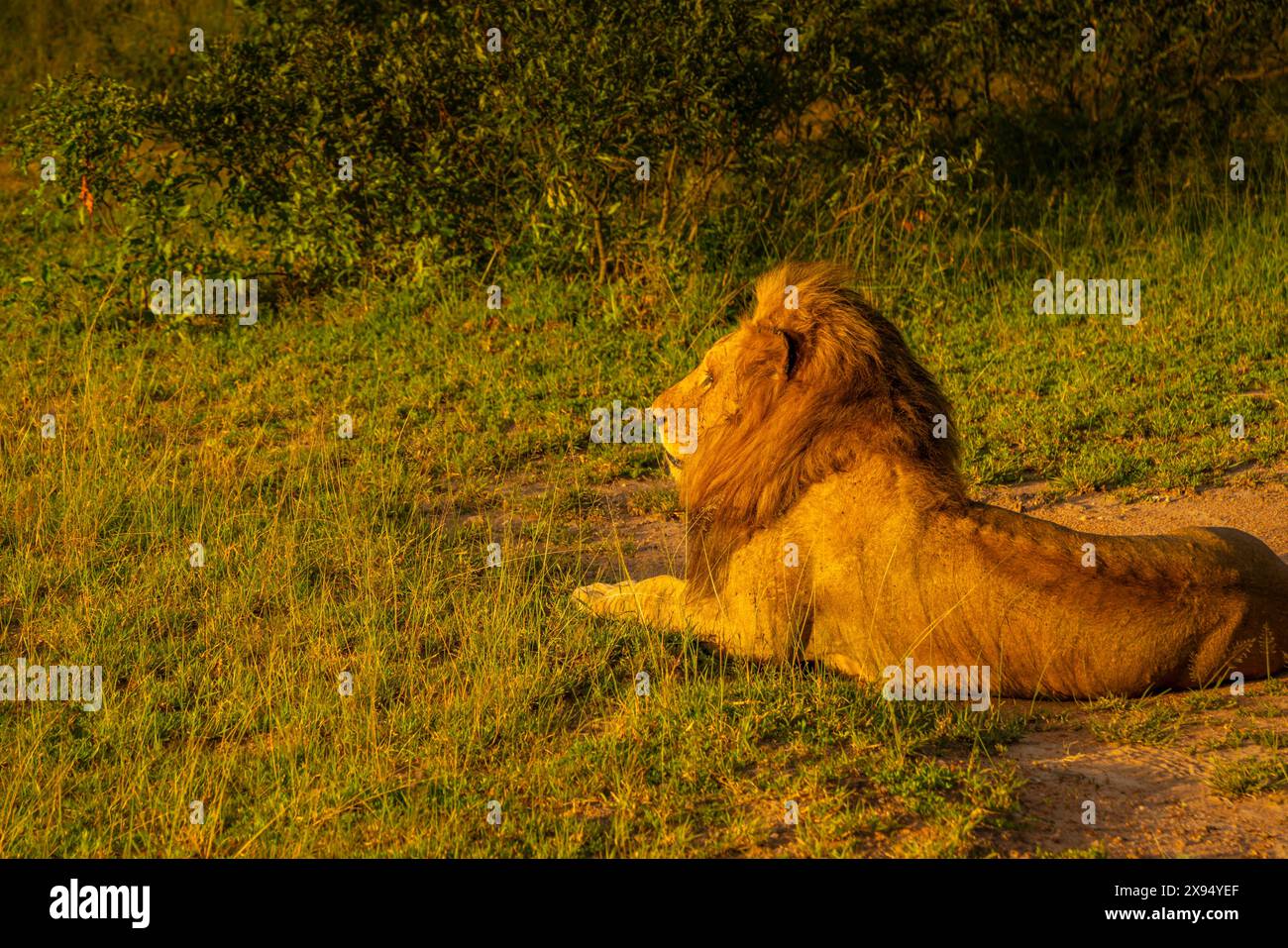 Vista di Ingonyama il nome Swazi del leone nell'habitat naturale durante il safari nel Parco Nazionale di Kruger, Sudafrica, Africa Foto Stock