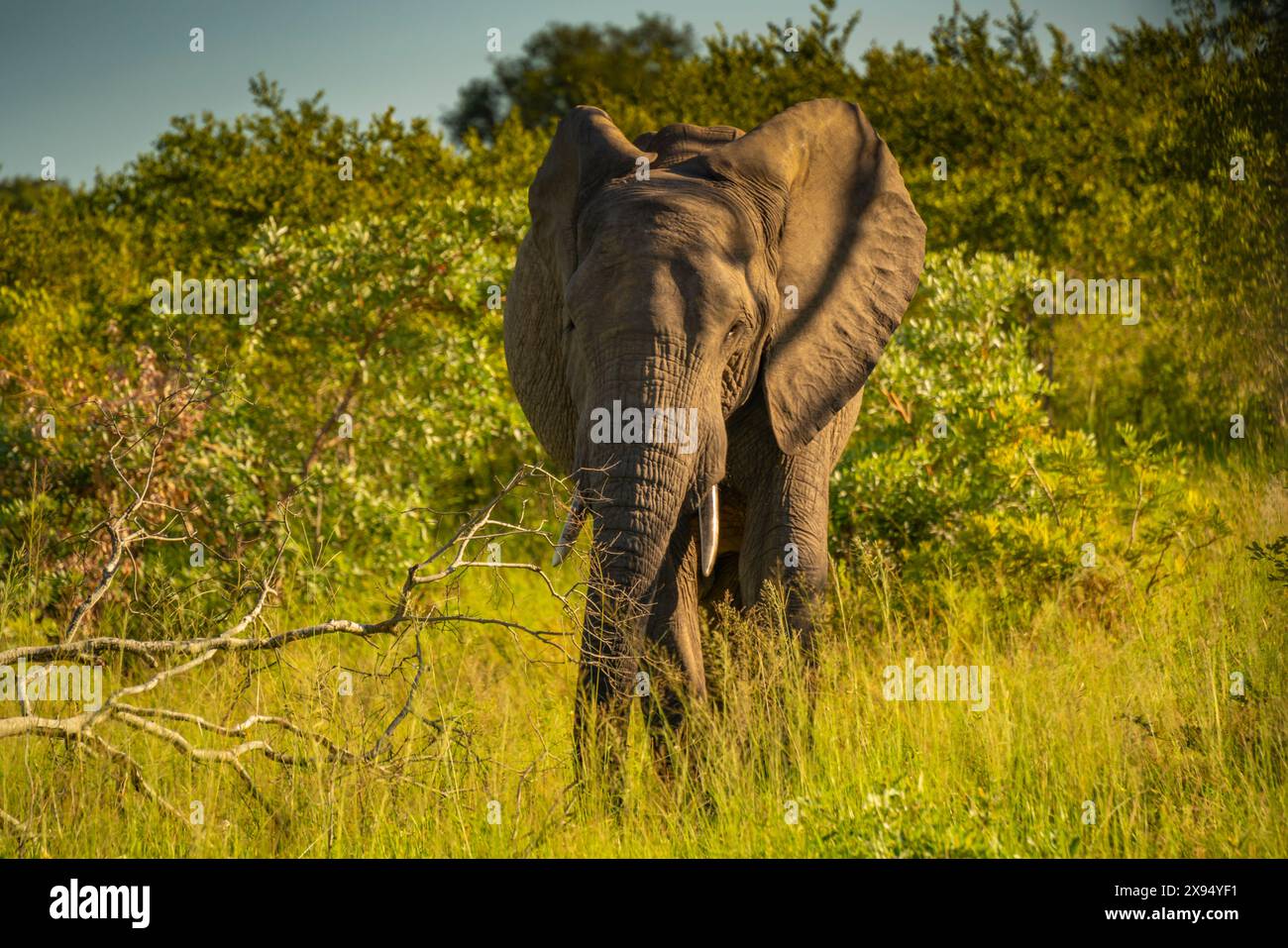 Vista dell'elefante africano nel suo habitat naturale durante il safari nel Kruger National Park, Sudafrica, Africa Foto Stock