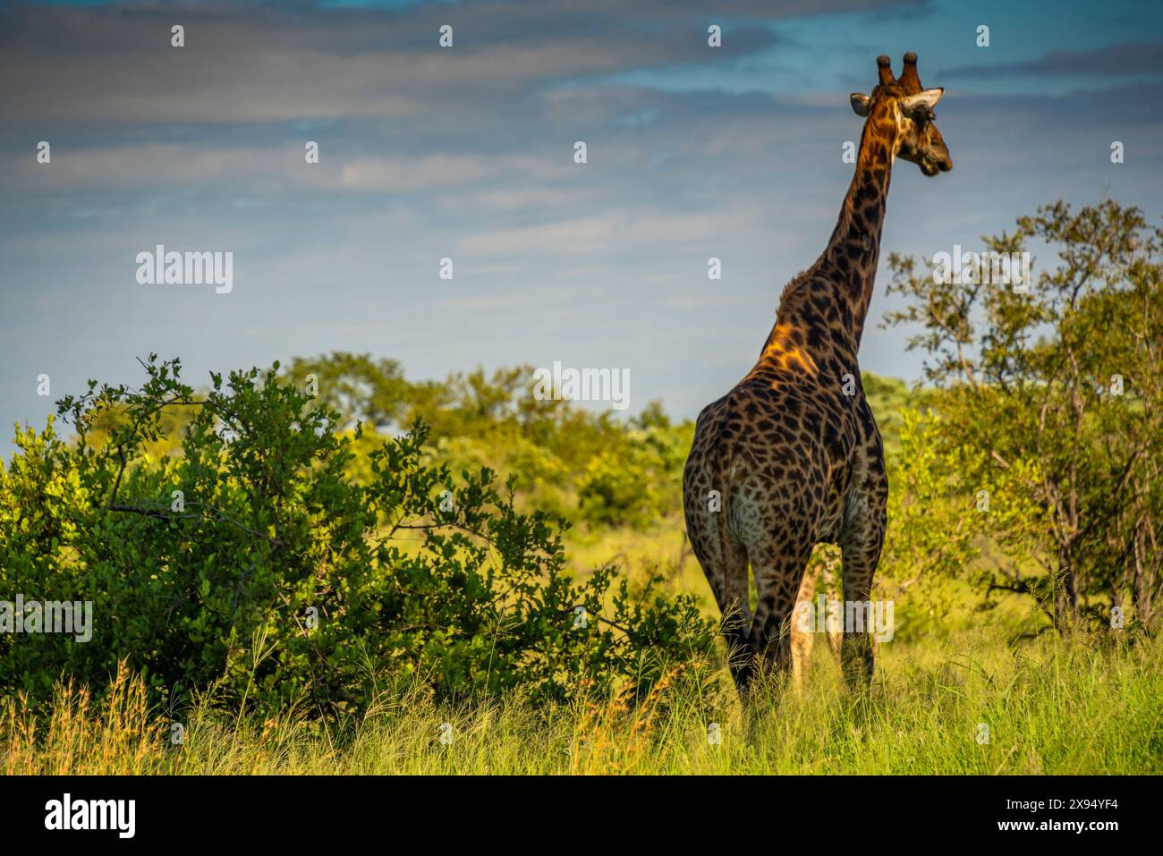 Vista della giraffa meridionale (Giraffa camelopardalis giraffa) durante il safari nel parco nazionale di Kruger, Sudafrica, Africa Foto Stock