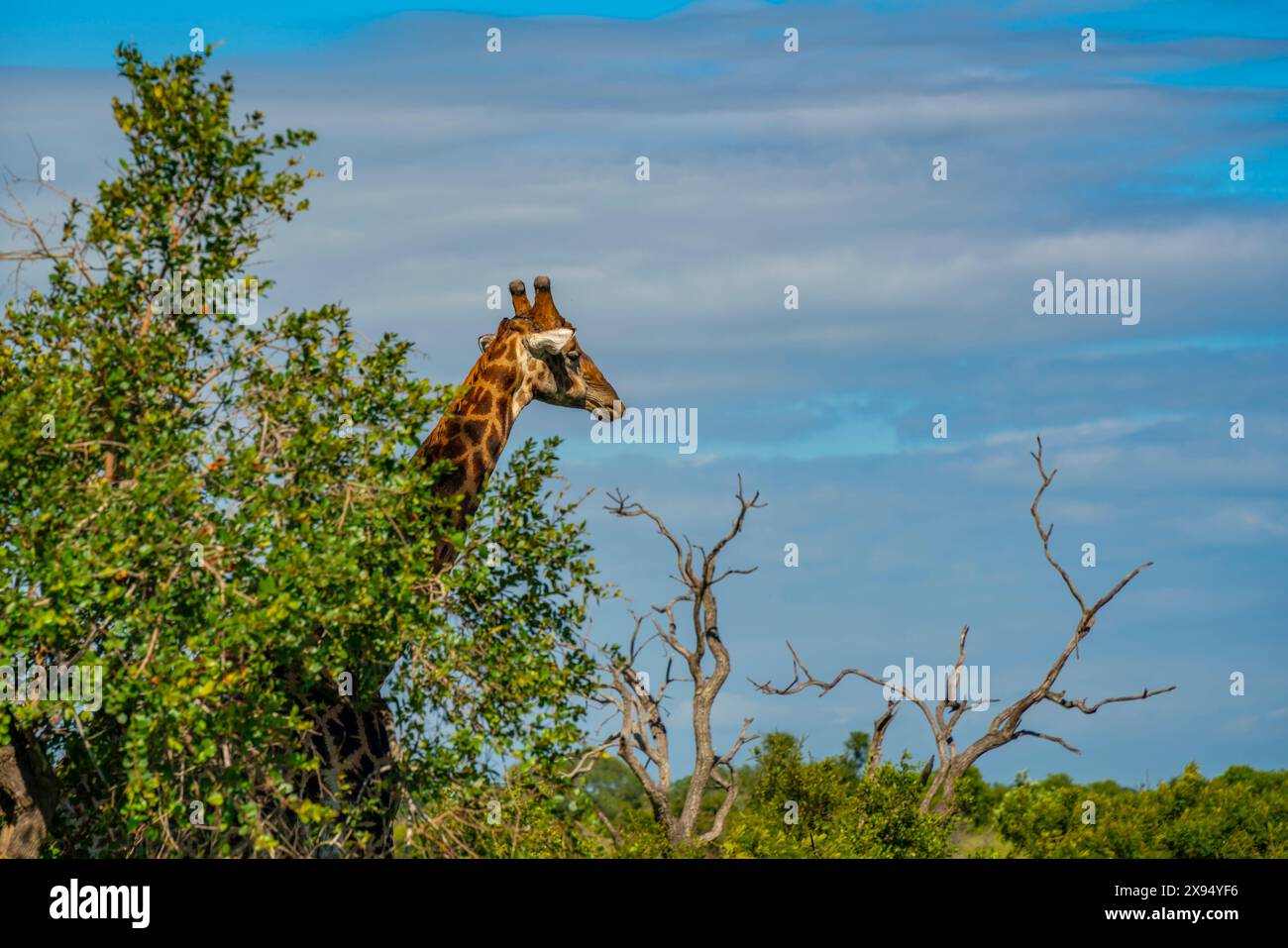 Vista della giraffa meridionale (Giraffa camelopardalis giraffa) durante il safari nel parco nazionale di Kruger, Sudafrica, Africa Foto Stock
