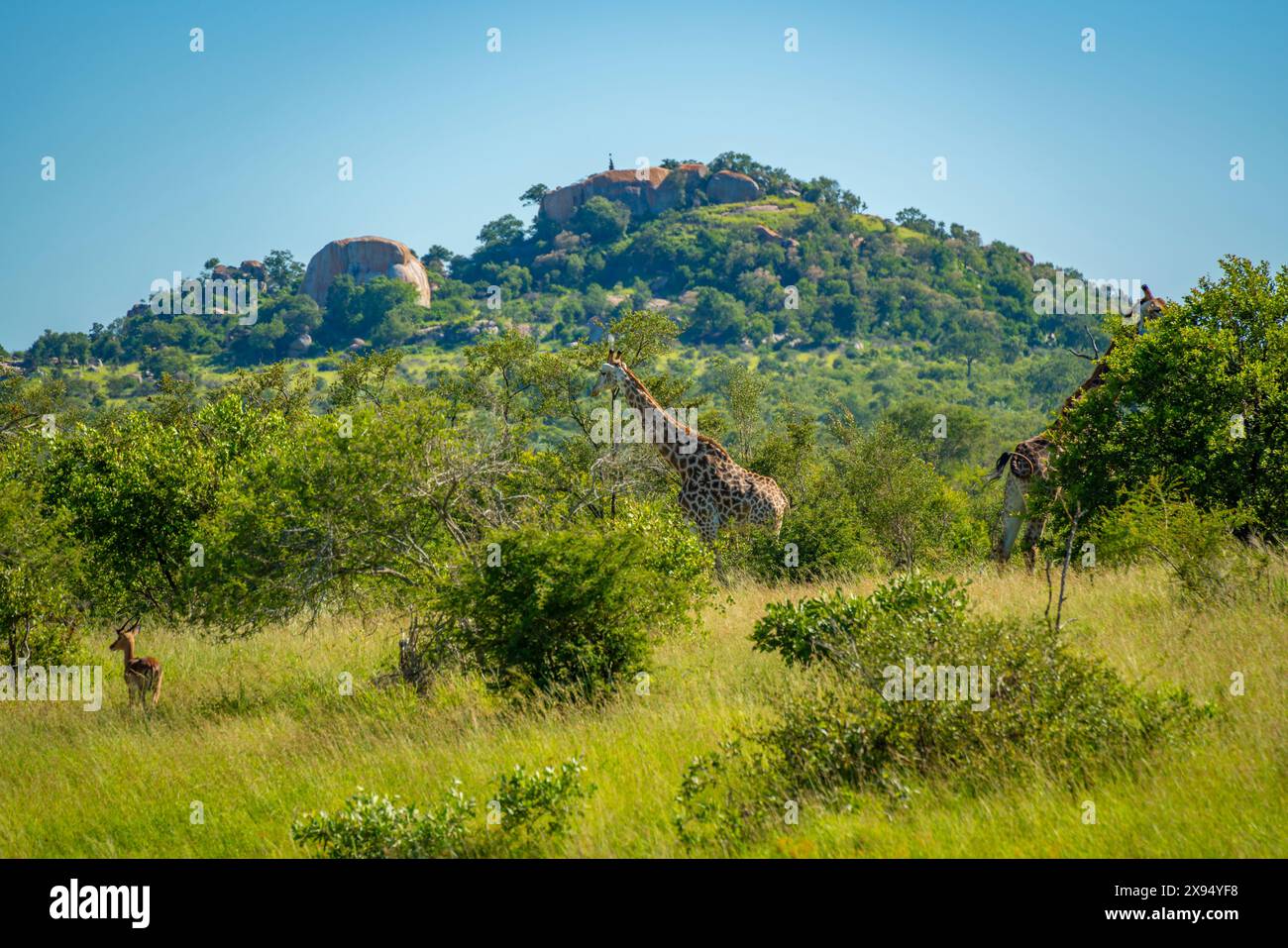 Vista della giraffa meridionale (Giraffa camelopardalis giraffa) durante il safari nel parco nazionale di Kruger, Sudafrica, Africa Foto Stock