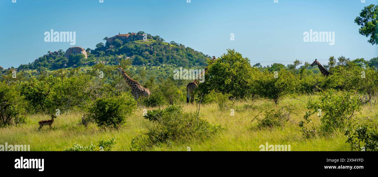 Vista della giraffa meridionale (Giraffa camelopardalis giraffa) durante il safari nel parco nazionale di Kruger, Sudafrica, Africa Foto Stock
