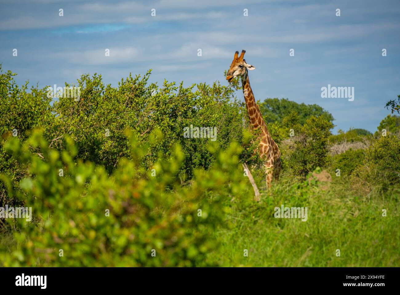 Vista della giraffa meridionale (Giraffa camelopardalis giraffa) durante il safari nel parco nazionale di Kruger, Sudafrica, Africa Foto Stock
