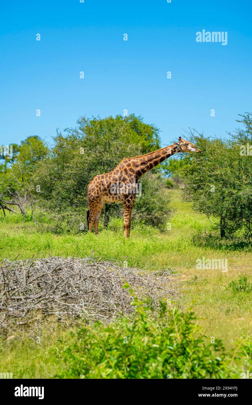 Vista della giraffa meridionale (Giraffa camelopardalis giraffa) durante il safari nel parco nazionale di Kruger, Sudafrica, Africa Foto Stock
