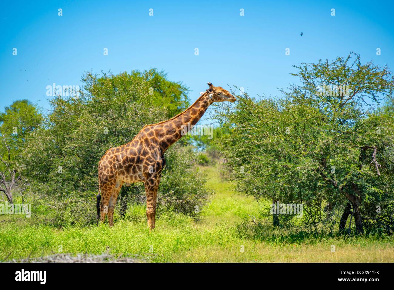 Vista della giraffa meridionale (Giraffa camelopardalis giraffa) durante il safari nel parco nazionale di Kruger, Sudafrica, Africa Foto Stock