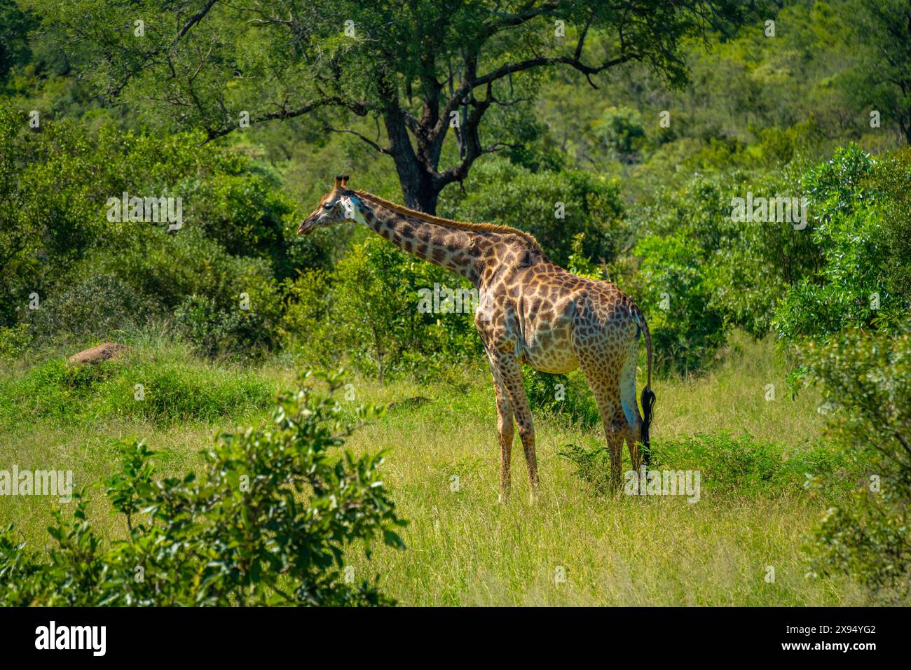 Vista della giraffa meridionale (Giraffa camelopardalis giraffa) durante il safari nel parco nazionale di Kruger, Sudafrica, Africa Foto Stock