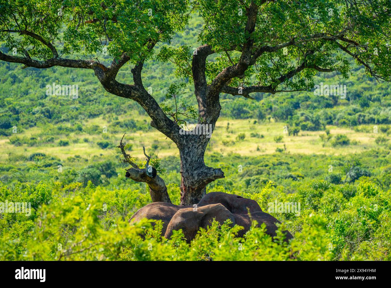 Vista degli elefanti nel Parco di Hluhluwe-Imfolozi (Umfolozi), la più antica riserva naturale dell'Africa, provincia di KwaZulu-Natal, Sudafrica, Africa Foto Stock