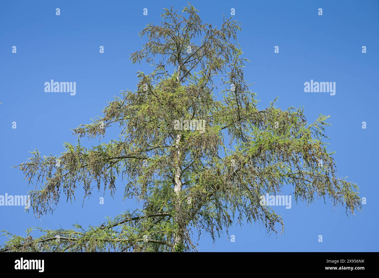 Larice autoctono secco - Larix decidua, Berlino, Germania, Trockene heimische Lärche - Larix decidua, Berlino, Deutschland Foto Stock